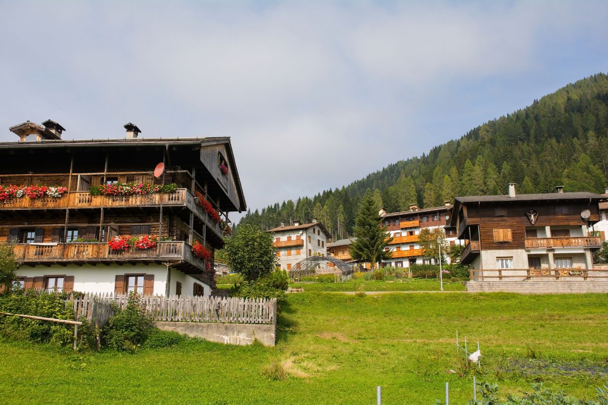 sauris