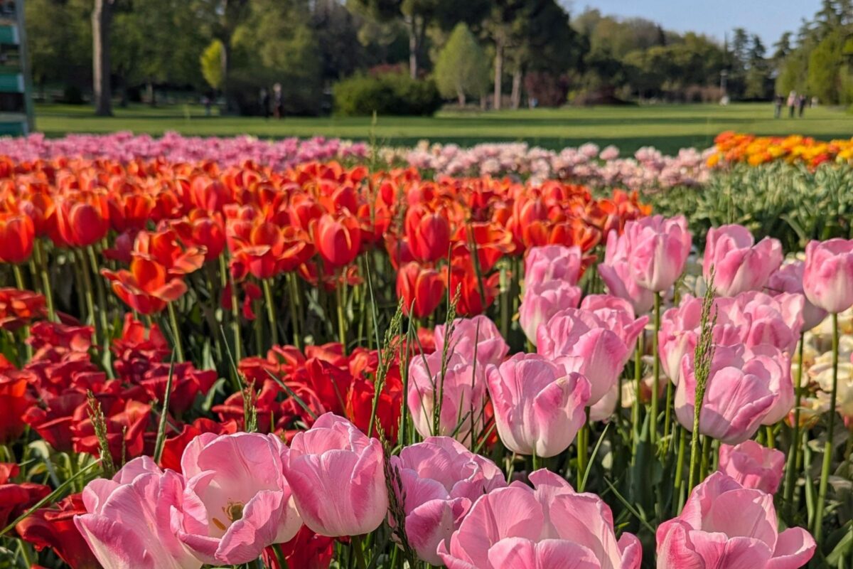 Non serve andare in Olanda: i 5 campi di tulipani in Italia dove sentirsi in una favola (uno è a mezz’ora da casa tua)