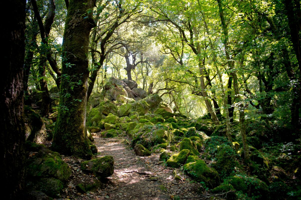 Cosa vedere nel Bosco del Sasseto