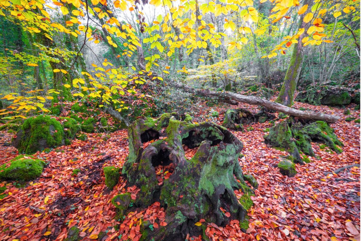 Visita al Bosco del Sasseto