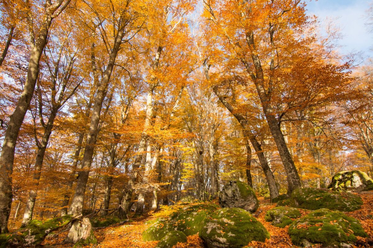 Il ‘piccolo Canada’ italiano è questa foresta segreta a due ore da Roma: è un vero regno del foliage in Italia