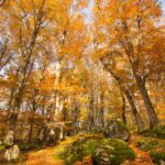 La faggeta vetusta del Monte Cimino
