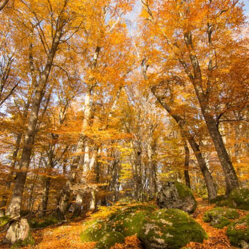 Il ‘piccolo Canada’ italiano è questa foresta segreta a due ore da Roma: è un vero regno del foliage in Italia