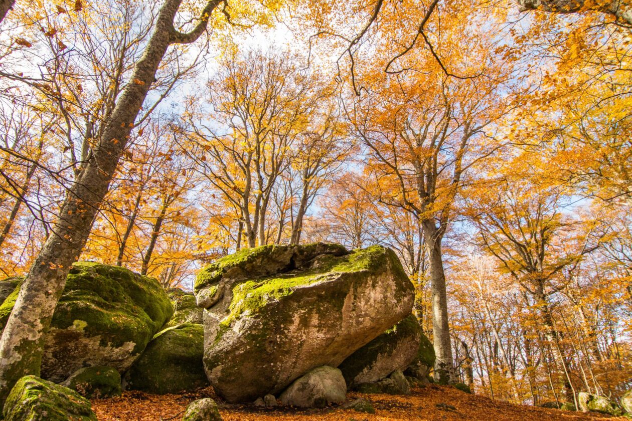 La faggeta del Monte Cimino